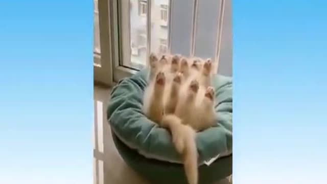 Funny videos - 2021