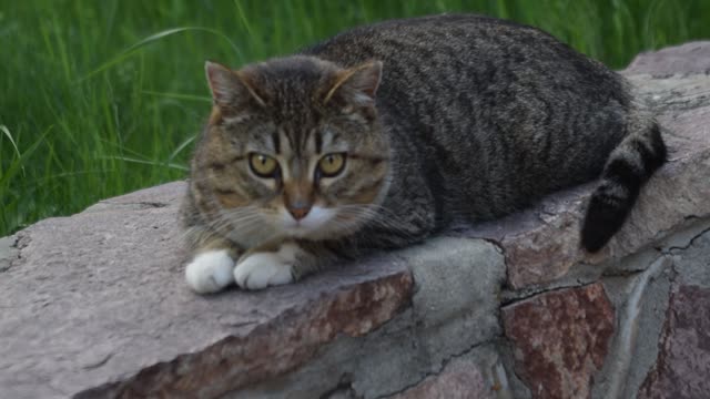 Russian cat in garden