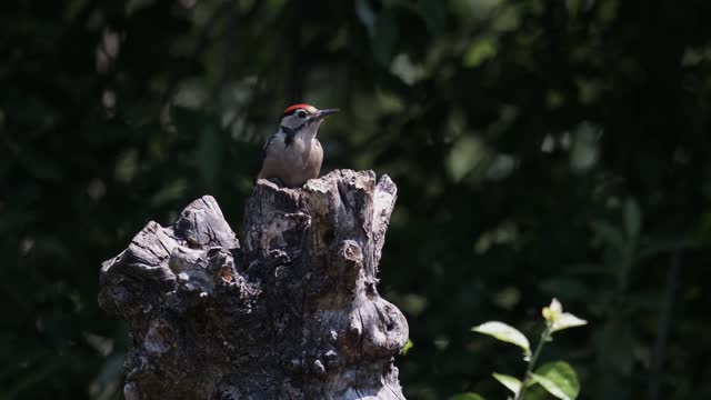 Woodpecker Bird Wildlife Great Spotted Woodpecker