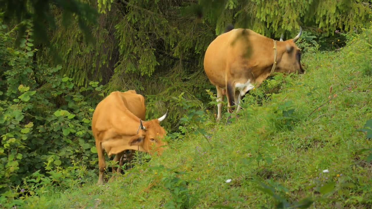 Cows graze in the mountains Carpathians