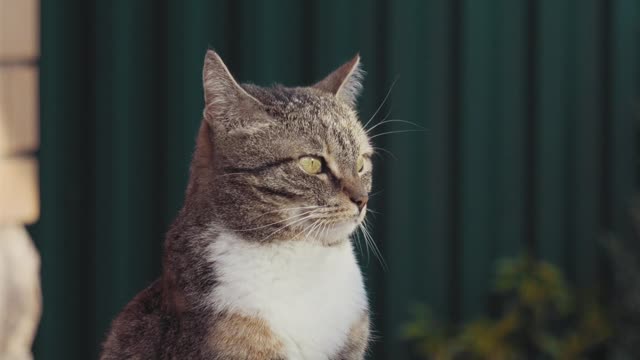 Cat 🐱 Video Short #4k view