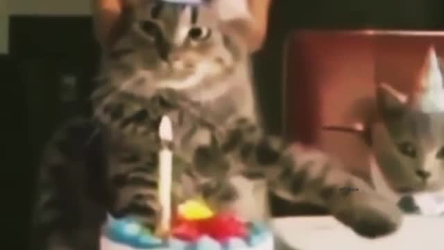 Cat birthday