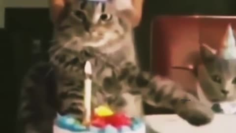 Cat birthday