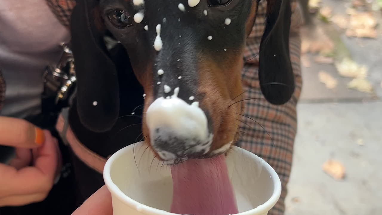 Maggie Loves Her Puppuccino