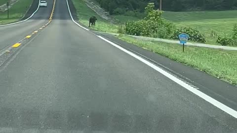 Runaway cow