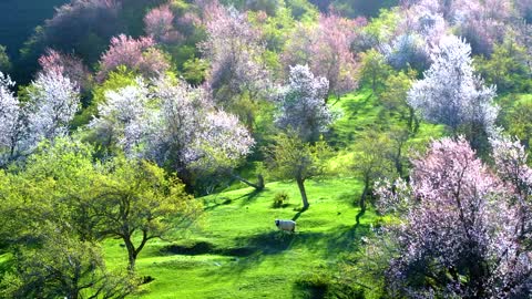 The green grassland