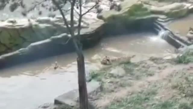 Prank tiger