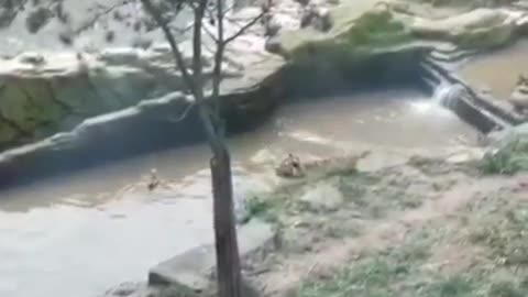 Prank tiger