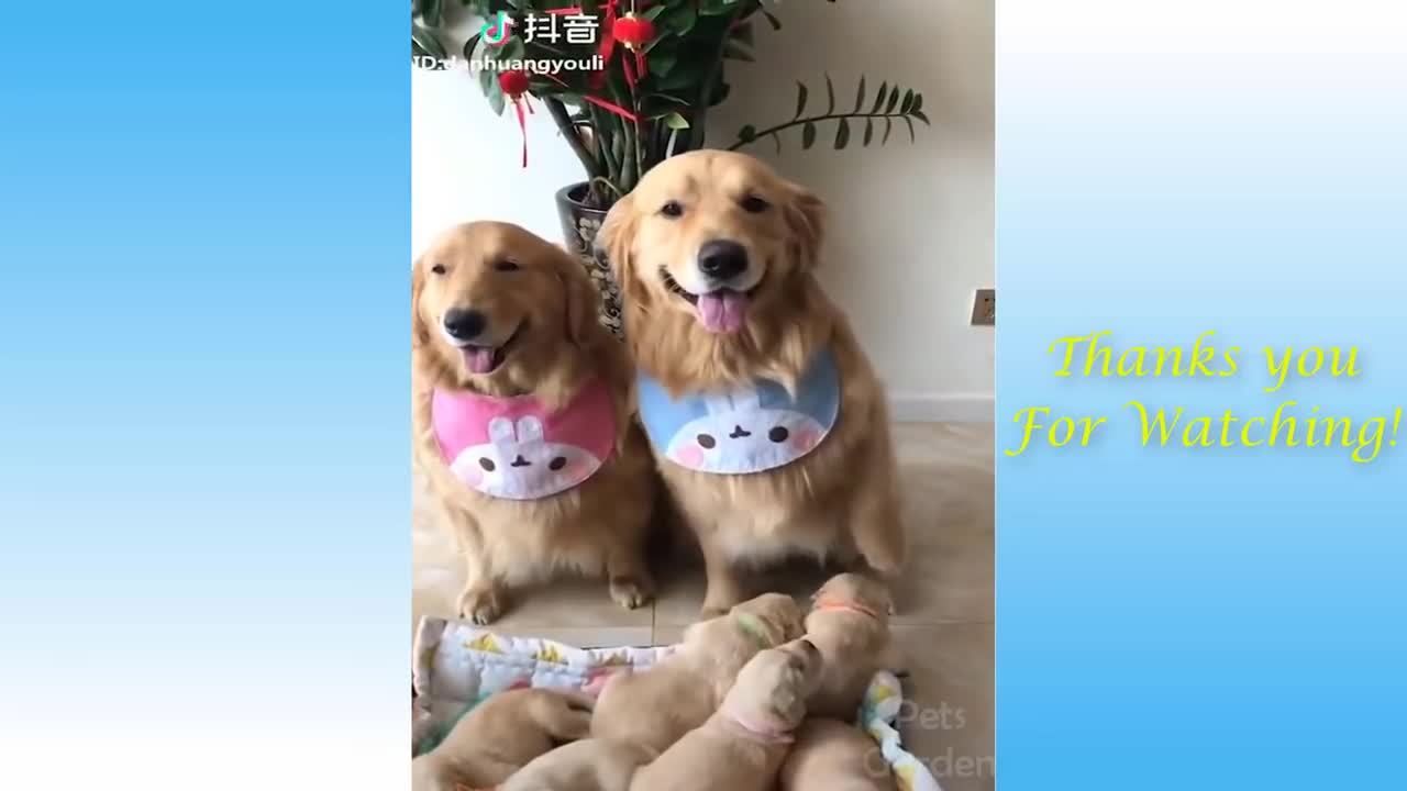 Compilation of funny puppy videos