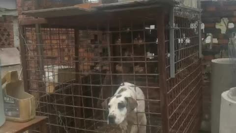 dog and pigeon