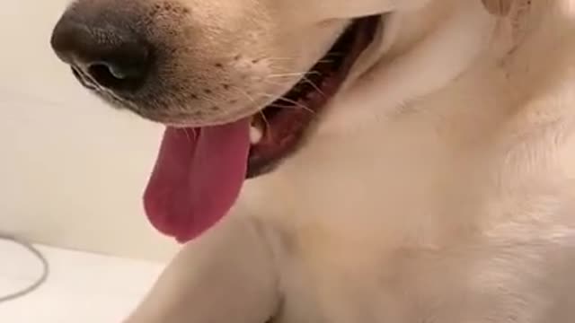 AMAZING SMART DOG MAKES YOU LAUGH