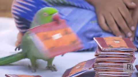 Parrot Prediction - Kili Josiyam Galatta - Tamil Comedy Video - Rithvik - Rithu Rocksp3