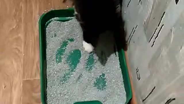 cat gets acquainted with a new toilet
