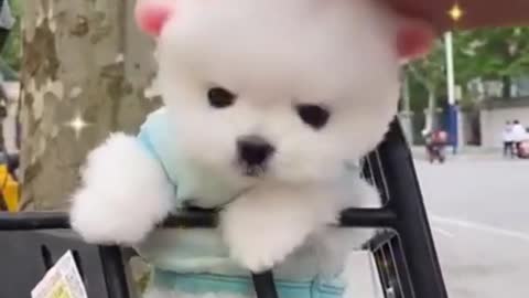 Amazing dog