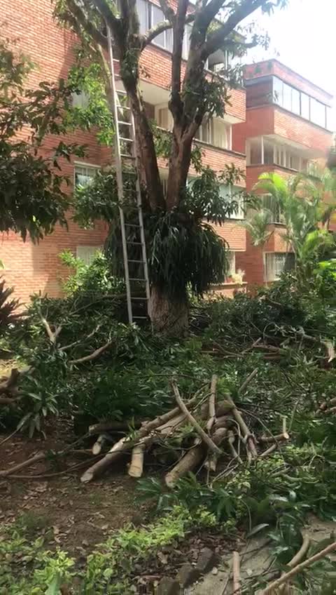 Video: Ciudadanos denuncian tala de árboles en Conucos