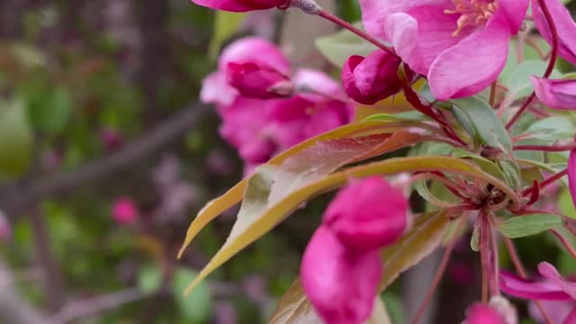 Beautiful Red Flowers Relaxing 4K video