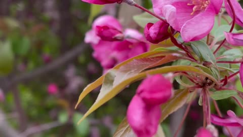 Beautiful Red Flowers Relaxing 4K video