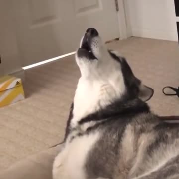 Just watch this husky's reaction to a howling husky