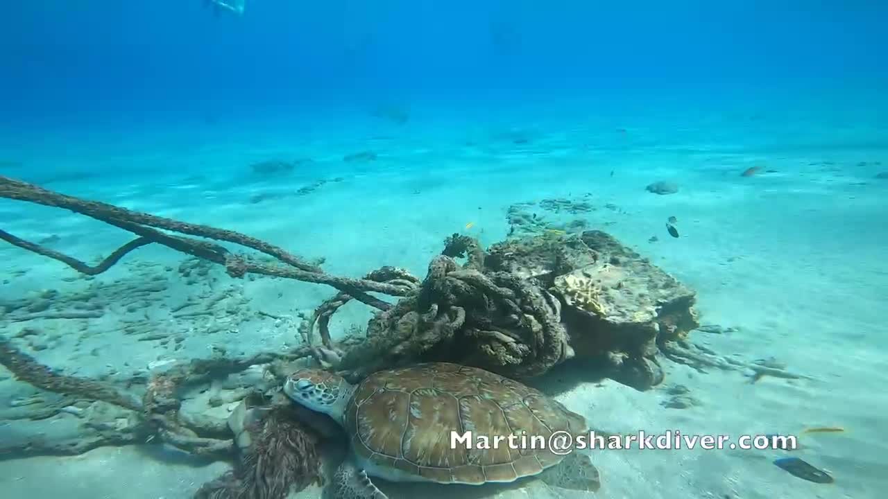 Snorkeling with Sea Turtles in Curaçao