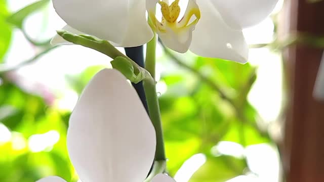 The Blooms from my South Shelf // 11/27/2021 //