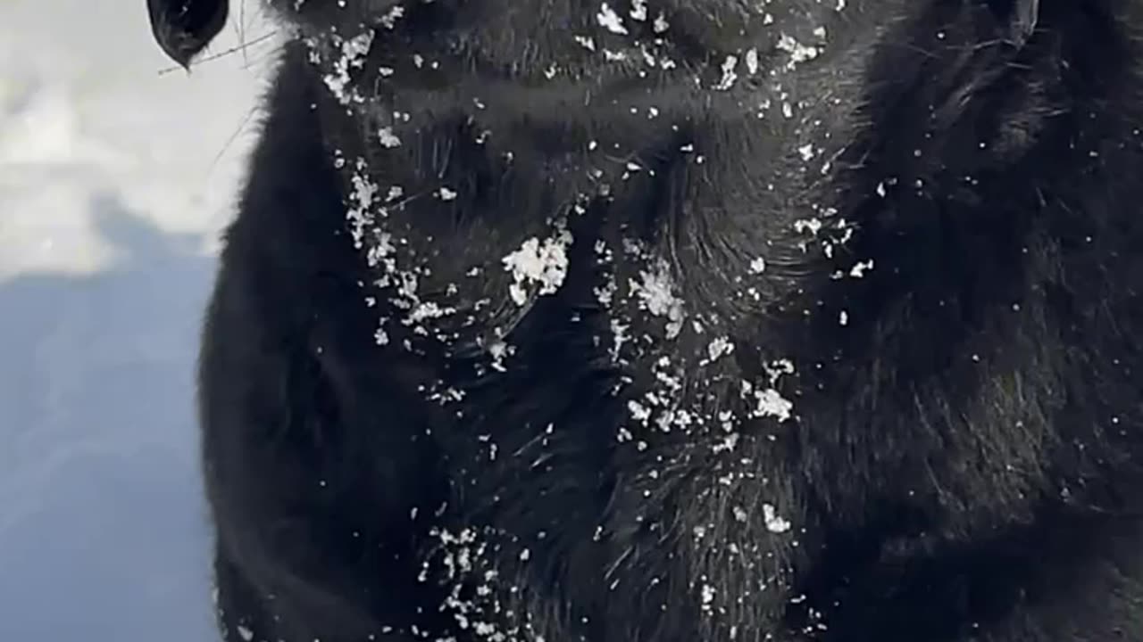 Black cute puppy eating snow 😳