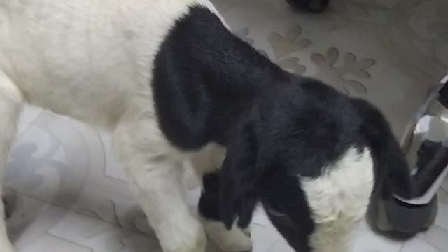 Newborn baby goat