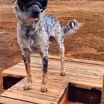 Australian Cattle Dog 🐕