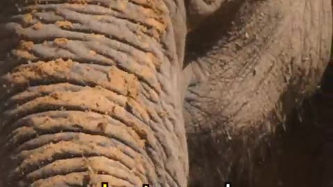 Elephants are evolving to become tuskless due to poaching.