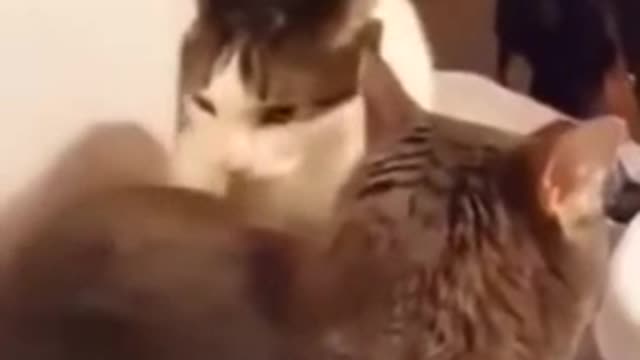 Funny Cats