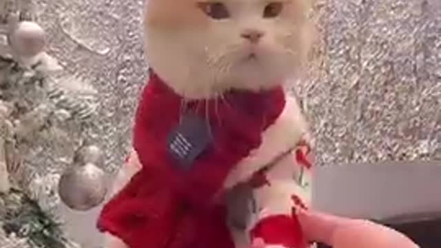 MOST FUNNY CAT - CUTESH baby cat vedio