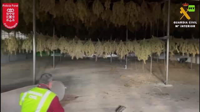 La polizia spagnola confisca 415.000 piante di marijuana.La Guardia Civil ha arrestato 3 persone sospettate di gestire la più grande piantagione di marijuana in Europa in Navarra