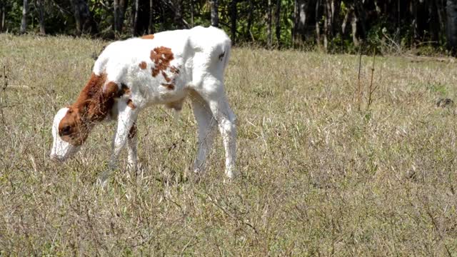 This lovely and cuddly little calf eats on mammal farm pasture grass