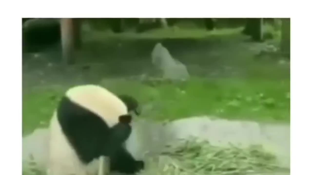 Panda funny video