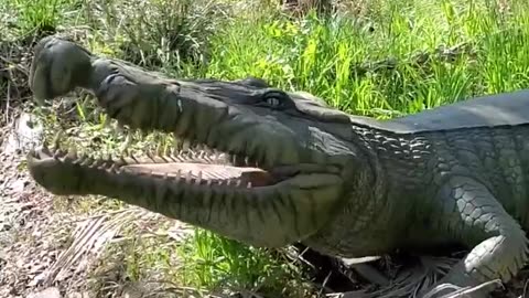 A close encounter with an angry Killer Pet Crocodile ready to attack and kill someone now