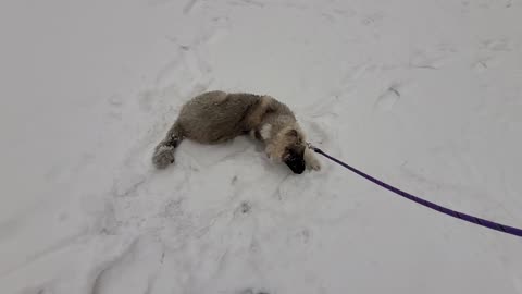Pixie's 6th Day With Drew - Caucasian Ovcharka Dog - Caucasian Shepherd
