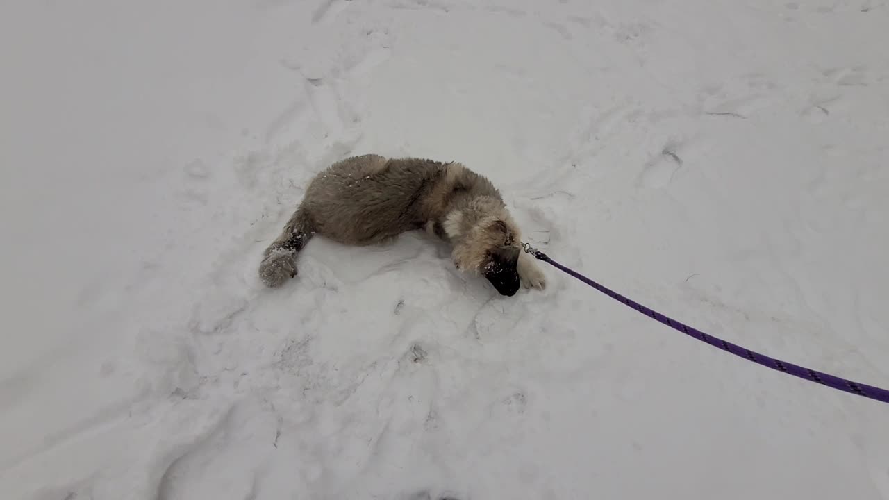 Pixie's 6th Day With Drew - Caucasian Ovcharka Dog - Caucasian Shepherd