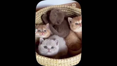 Cute little cat 😺 animals