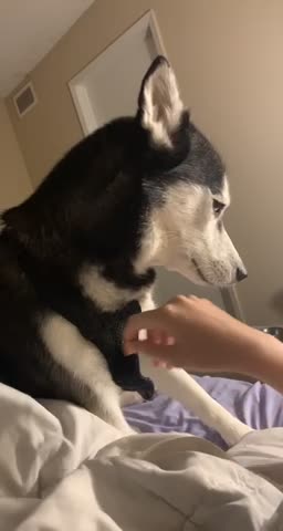 Adorable husky keeps asking for pets