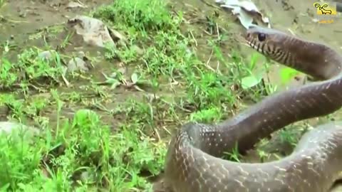 dogs bite a snake in front of people brutal video.