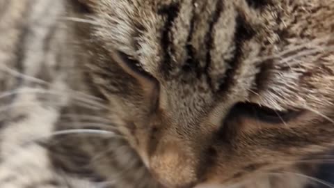 Adorable cat Bolo sleeping in a buggy