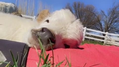 Sleeping calf