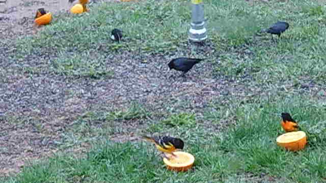 Birds at the feeder in May in SW Wisconsin while cat meows off-screen!