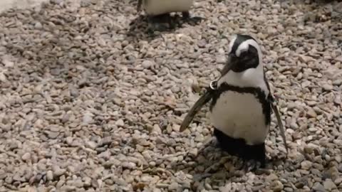 HAPPY FEET_ Here's why a penguin at the San Diego Zoo is wearing special boots