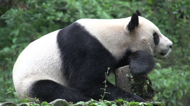 It's amazing to see giant pandas up close