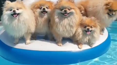Some DOGS ENJOYED IN POOL 😊🤣🐕😊