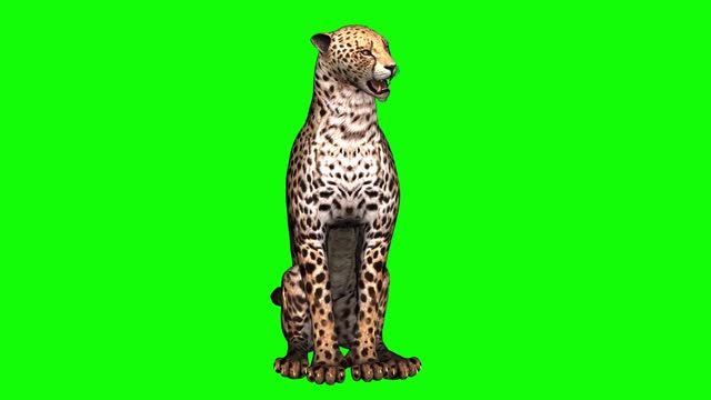 Resting animal compound of green chromakey leopard