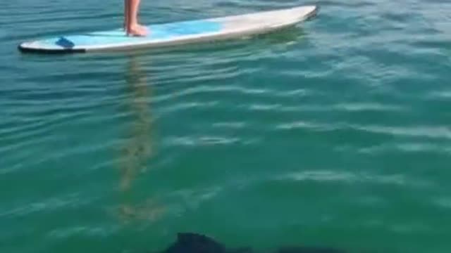 What should I do if I meet a shark