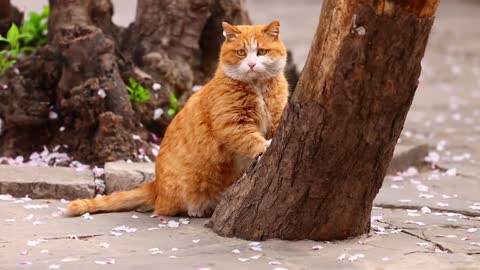 Falling Begonia Flowers and Orange Cat