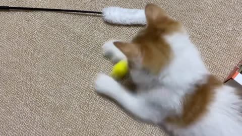 【保護猫】保護25日目。食事中に視線を感じます。