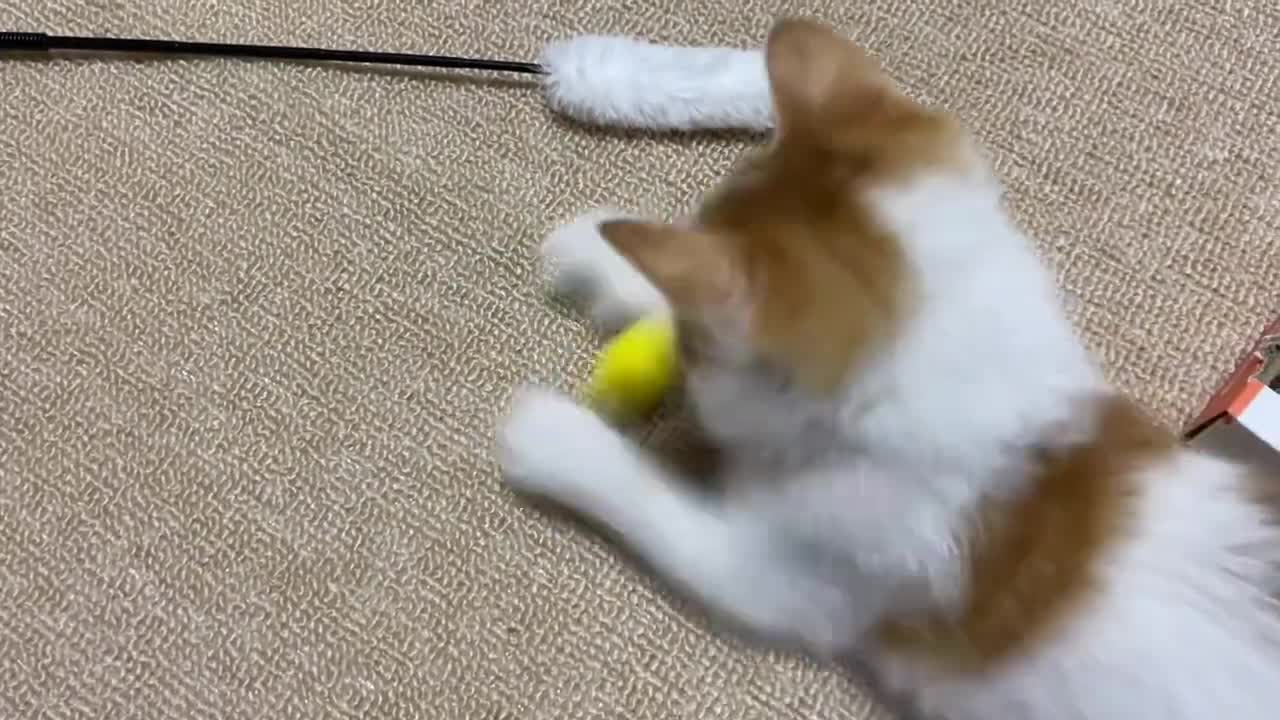 【保護猫】保護25日目。食事中に視線を感じます。